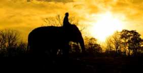 Our friend the elephant feels safe with his keeper, but what if he did come out of his comfort zone and cross the river?